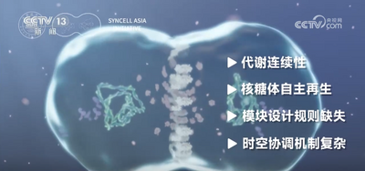 我國(guó)領(lǐng)銜亞洲首個(gè)合成細(xì)胞十年技術(shù)路線圖發(fā)布