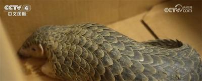 珍稀野生動物頻頻“亮相” 各地保護(hù)區(qū)生態(tài)向好、生物多樣性保護(hù)成效顯著