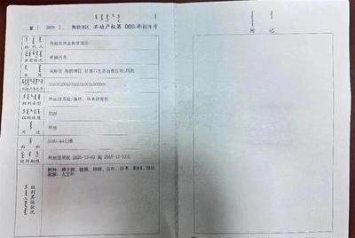 烏海市為甘 德爾山上9809公頃林木上“戶口”