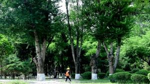 树说通辽：一圈圈年轮里，藏着城市的成长与温情