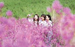 杜鹃花开了