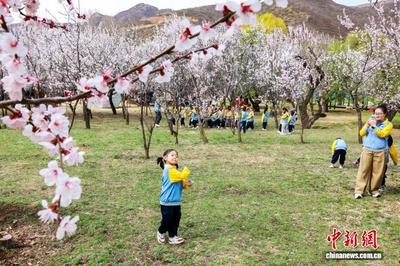 內(nèi)蒙古大青山“紅杏遺村”青年返鄉(xiāng)創(chuàng)業(yè)引客來