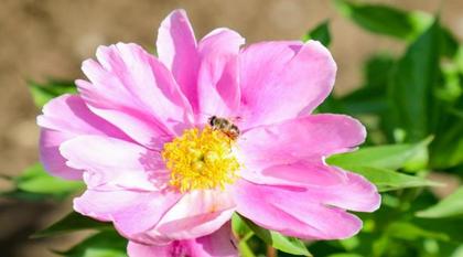 芍药花开