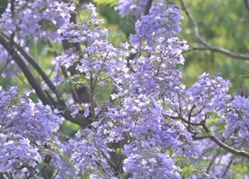 廈門藍花楹“浪漫傾城”