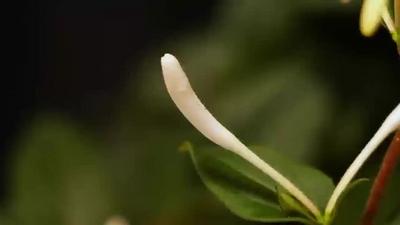 秀麗雅致，延時看春夏之交金銀花開