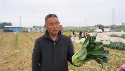 一肥六效，魯花花生肽肥的化肥替代之路——在田間地頭實地探訪魯花花生肽肥六大“超能力”