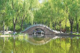 柳色染碧水 拱桥入画来