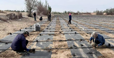 落地吉兰泰！阿拉善盐爪爪属种质资源圃正式建成