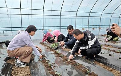赤峰市开展设施西瓜新品种定植试验工作