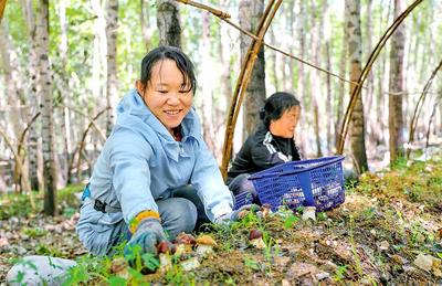 林間長出“致富菌”