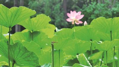 夏日荷塘
