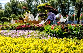 青城花境盛放