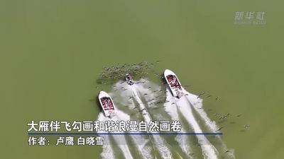 大雁伴飞快艇，勾画和谐自然画卷