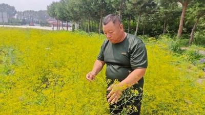 刘国安：退伍不褪色 沙地炼真金