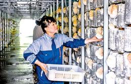 食用菌助农增收