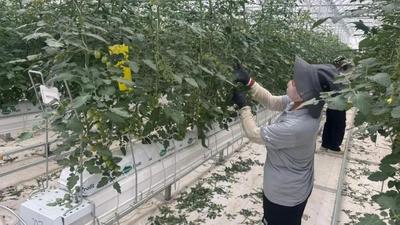 阿拉善：多点发力稳就业 凝心聚力促增收