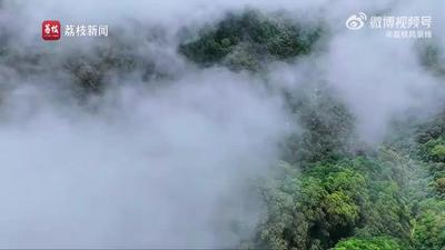 陕西朱雀森林公园雨后云海似仙境