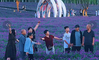 大黑河郊野公园成片马鞭草、醉蝶花次第盛开