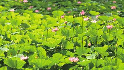劳动公园“上新” 夏日限定“荷”你有约