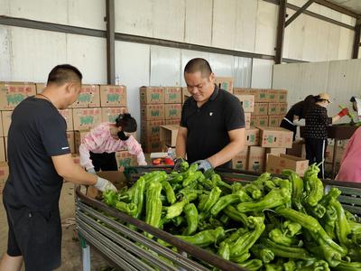 让小辣椒成为富民兴镇“大产业”  