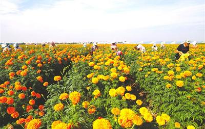 垄上菊花遍地金
