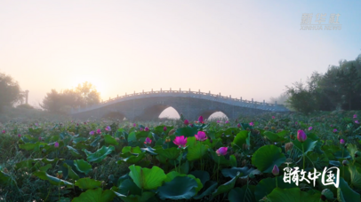 瞰中国｜内蒙古：一池清荷 满目葱茏