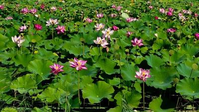 一池荷花半城秋——辽河公园秋日赏荷正当时