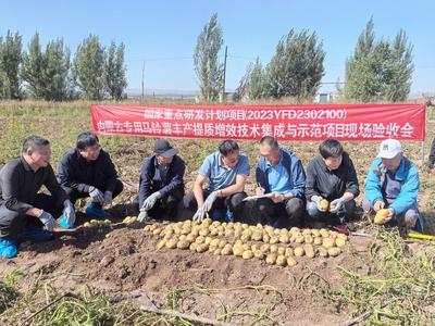 内蒙古专用马铃薯丰产提质增效技术集成与示范现场测产评价会在乌兰察布市召开