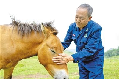 普氏野马的“超级奶爸”  