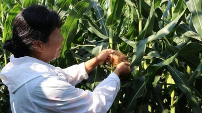 两千万亩玉米在“高压锅”里打了一场“仗”