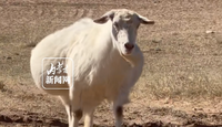 内蒙古一只怀孕山羊走红网络